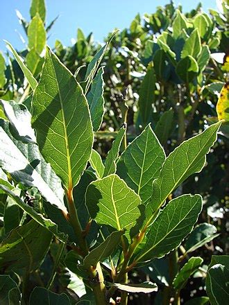 bay leaf in tagalog|Laurus nobilis .
